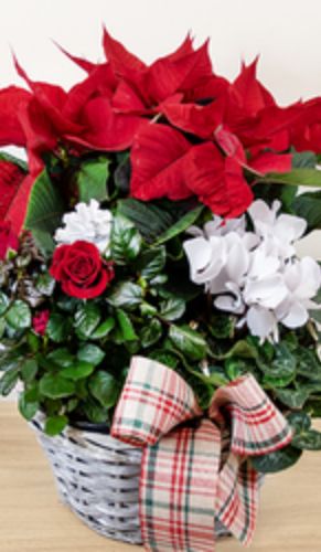 fleuriste camelia braine