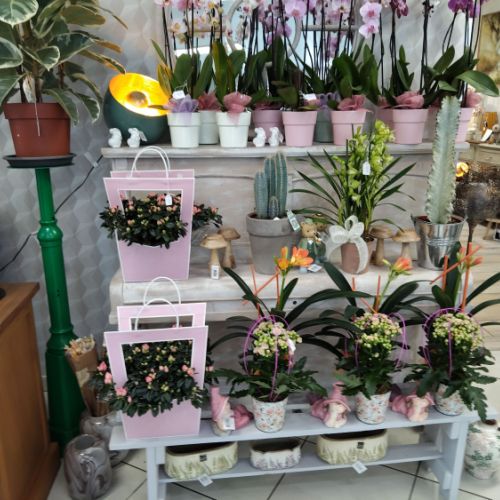 fleuriste camelia braine