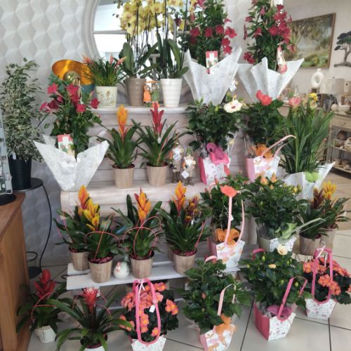 fleuriste camelia braine